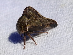 Telamonini