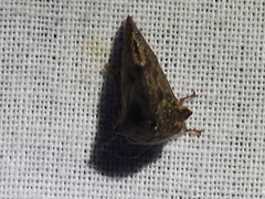 Telamonini