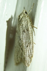 Semioscopis inornata