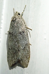 Semioscopis inornata