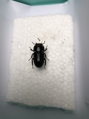 Lucanidae