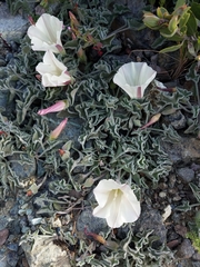 Calystegia collina