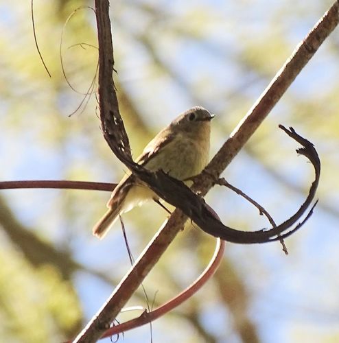 Ruby-crowned Kinglet photographed in Vermont