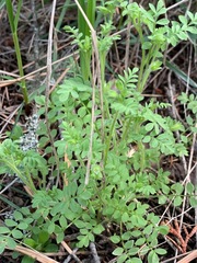 Polemonium micranthum