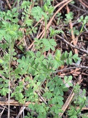 Polemonium micranthum