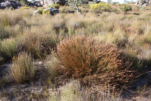 Image of Willdenowia arescens by (c) Tony Rebelo, some rights reserved (CC BY-SA)