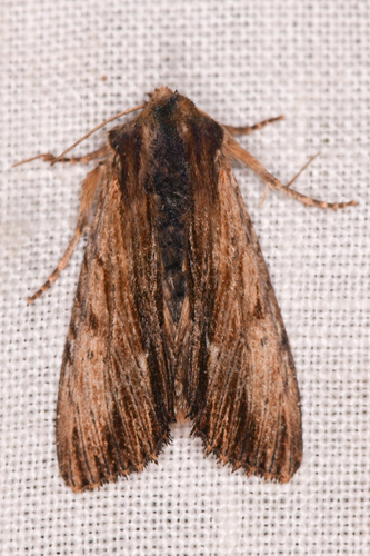 Apamea cuculliformis photo 5