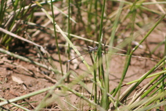 Lestes stultus