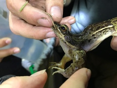 Leptodactylus insularum