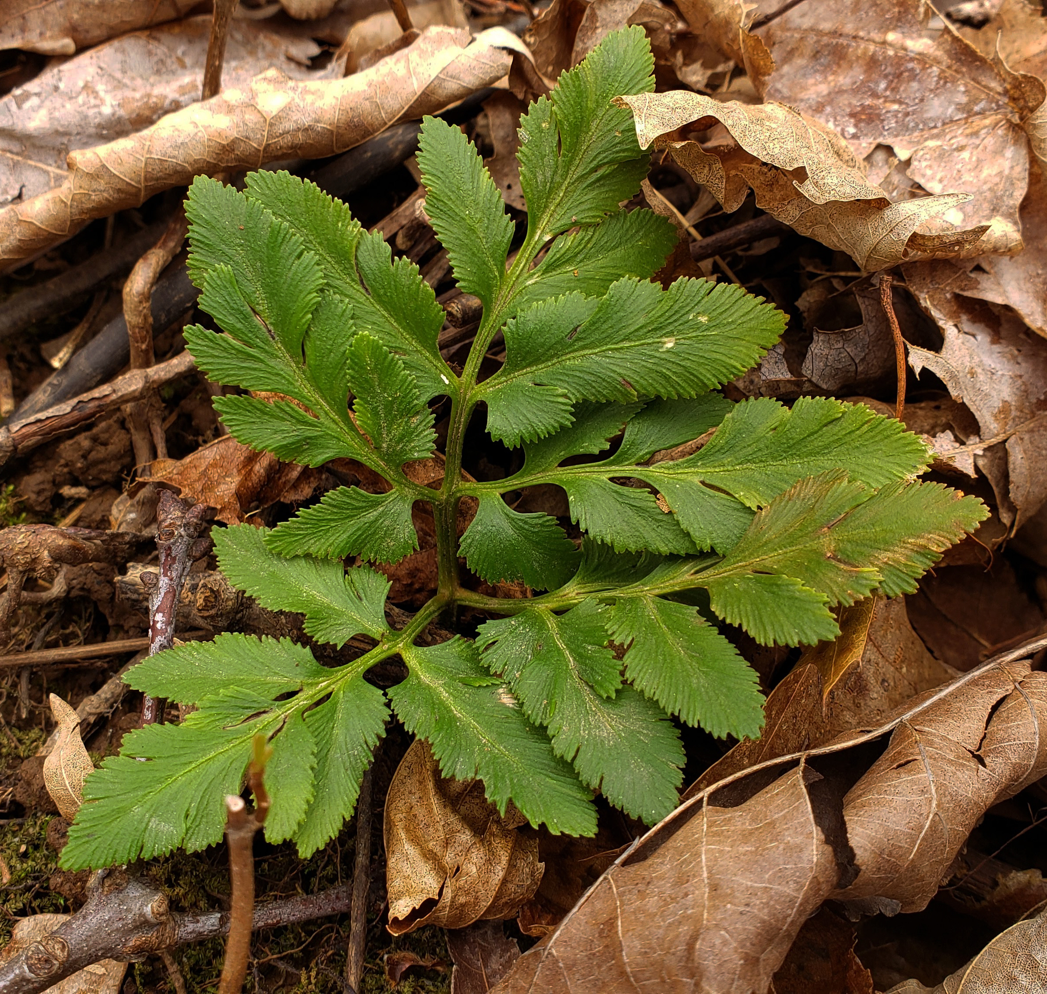 Sceptridium obliquum