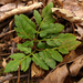 Bronze Fern - Photo (c) aarongunnar, some rights reserved (CC BY), uploaded by aarongunnar