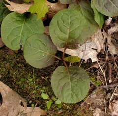 Pyrola elliptica