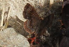 Calephelis aymaran