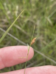 Rhynchospora galeana image