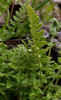 Rusty Woodsia - Photo (c) aarongunnar, some rights reserved (CC BY), uploaded by aarongunnar