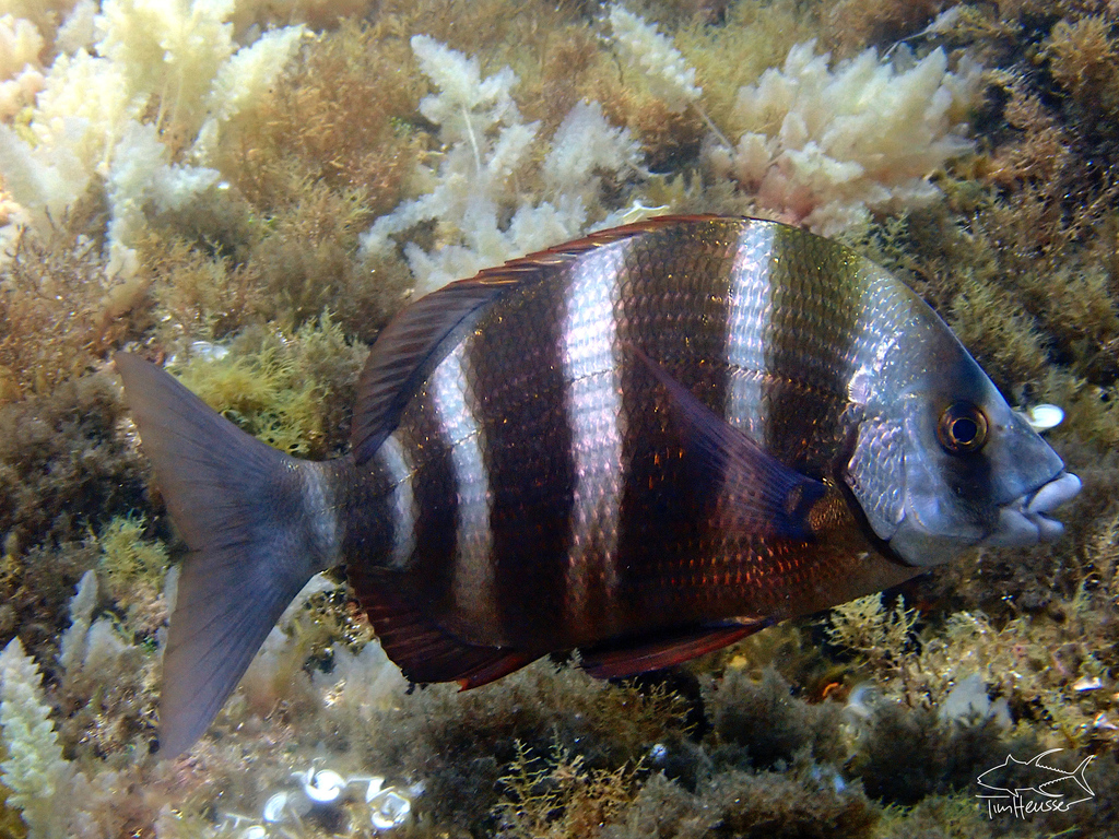 Zebra Seabream