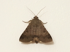 Pandesma