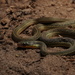 Central American Ribbon Snake - Photo (c) Daniel Durán Arceo, some rights reserved (CC BY-NC), uploaded by Daniel Durán Arceo