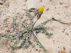 Nothocalais cuspidata
