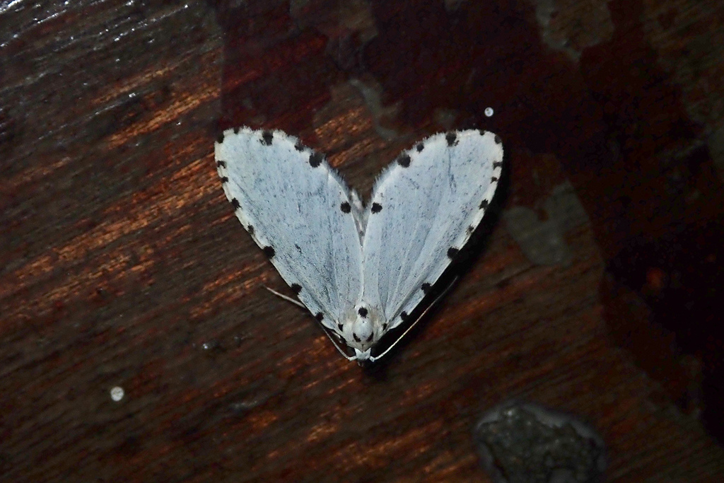 Metaemene circumpunctata