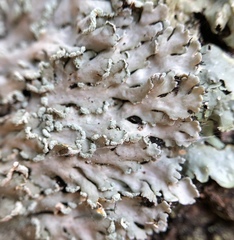 Heterodermia obscurata