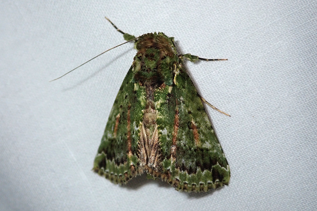 Risoba caeruleata