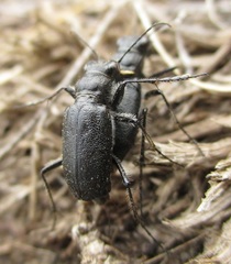 Cicindela nebraskana