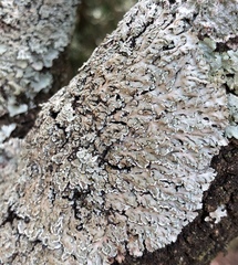 Heterodermia obscurata