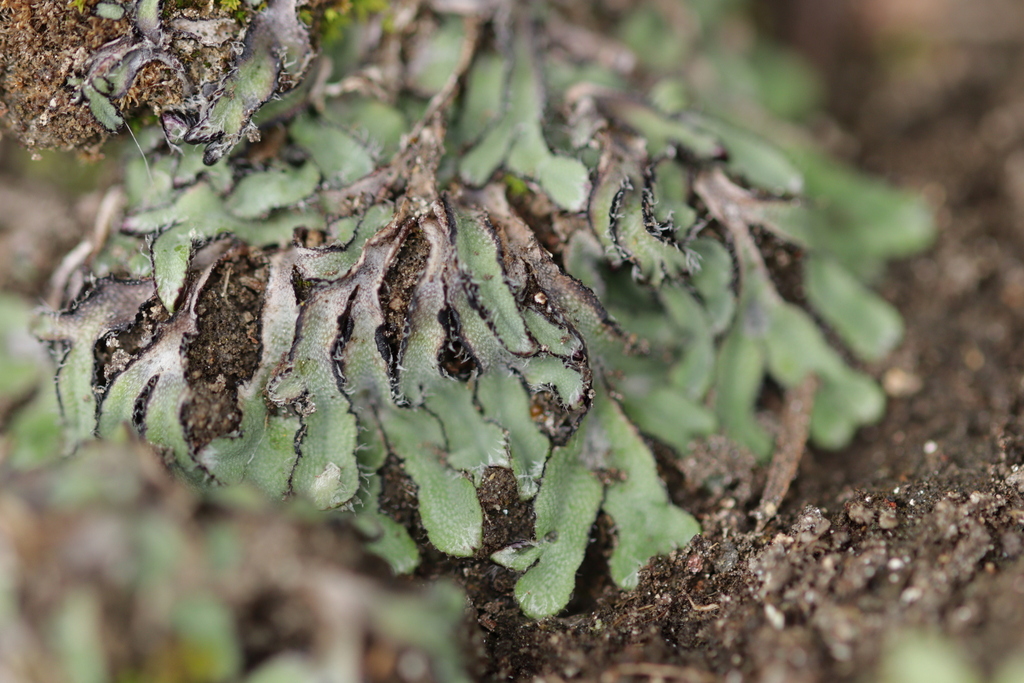 Asterella saccata