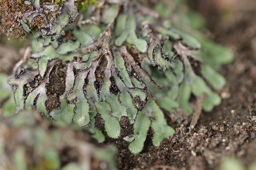 Asterella saccata