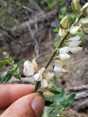 Lupinus albicaulis