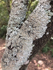 Heterodermia obscurata