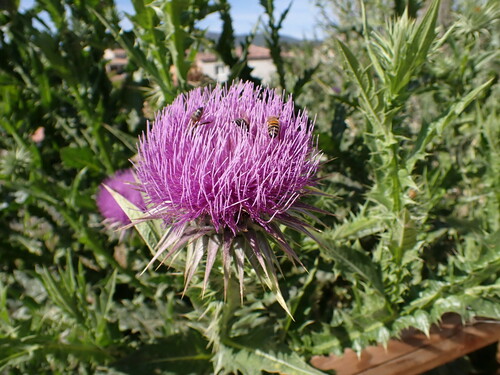 Image of Onopordum tauricum by (c) Louis Aureglia, some rights reserved (CC BY)