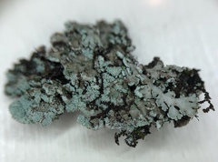 Heterodermia obscurata