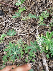 Lupinus albicaulis