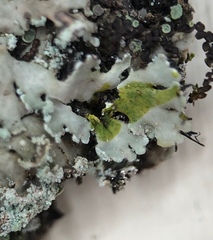 Heterodermia obscurata