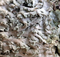 Heterodermia obscurata