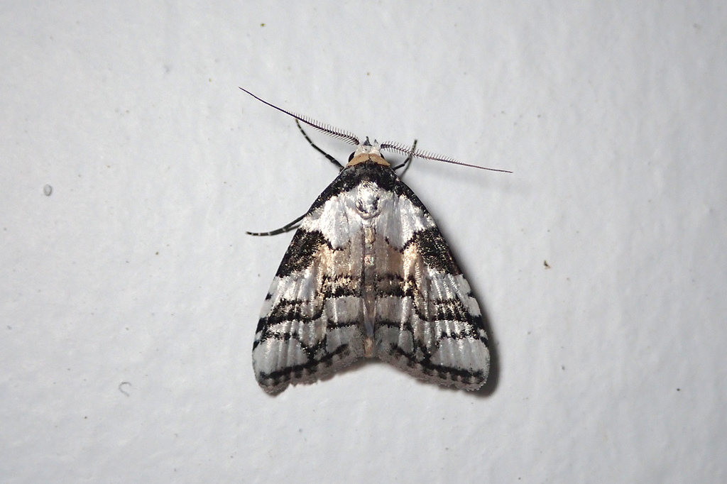Meganola nitidoides