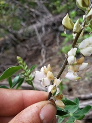 Lupinus albicaulis