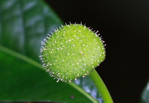 Dorstenia hirta