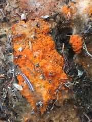 Byssonectria terrestris