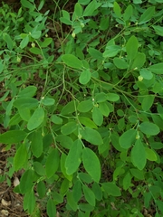 Vaccinium shastense nevadense