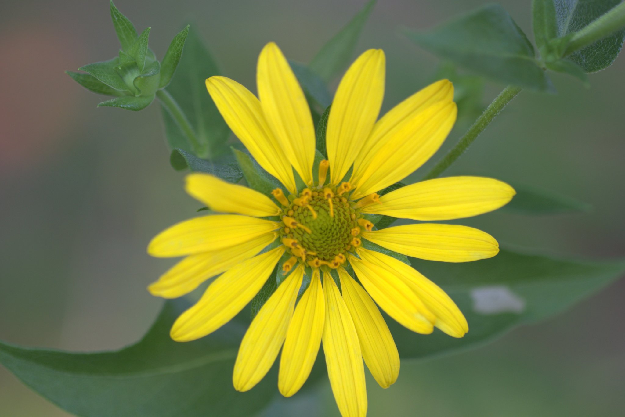 Silphium asteriscus var. simpsonii