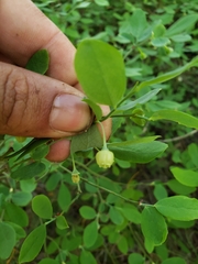 Vaccinium shastense nevadense