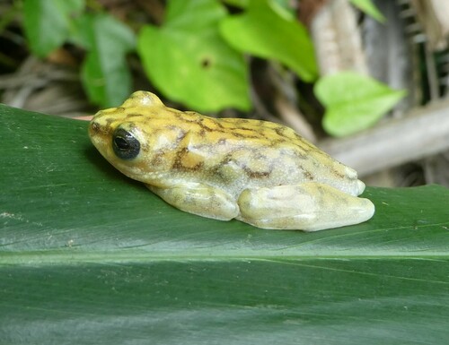 Dotted Reed Frog