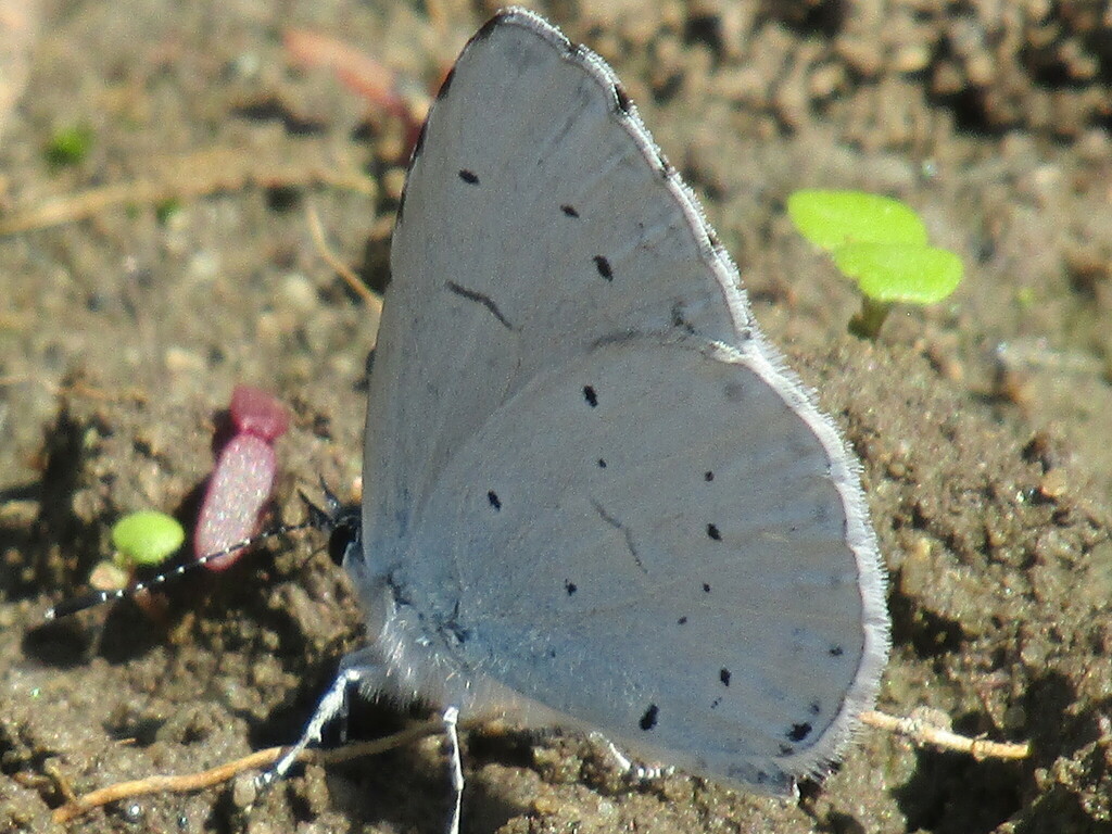 Holly blue (Celastrina argiolus)