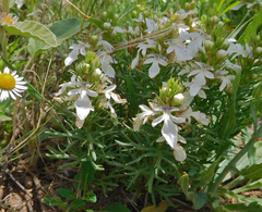 Teucrium laciniatum