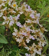 Teucrium laciniatum