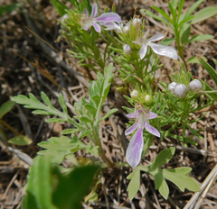 Teucrium laciniatum