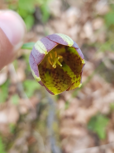 Image of Fritillaria messanensis by (c) Bastien Alegot, some rights reserved (CC BY)
